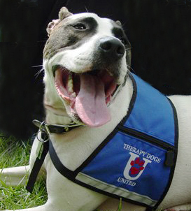 Therapy dogs coming to relieve final exam stress