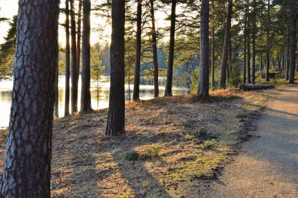 Spending time outdoors can provide many health benefits for people. Image by Jonathan Petersson via Pexels.com