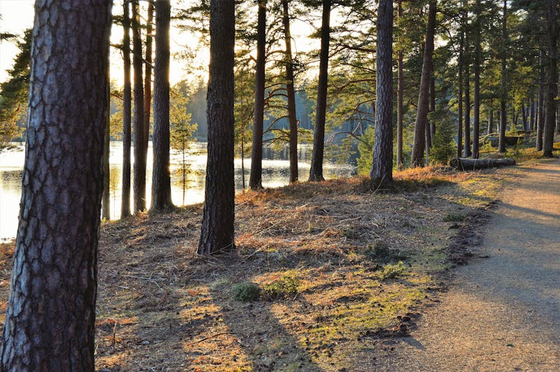 Spending time outdoors can provide many health benefits for people. Image by Jonathan Petersson via Pexels.com