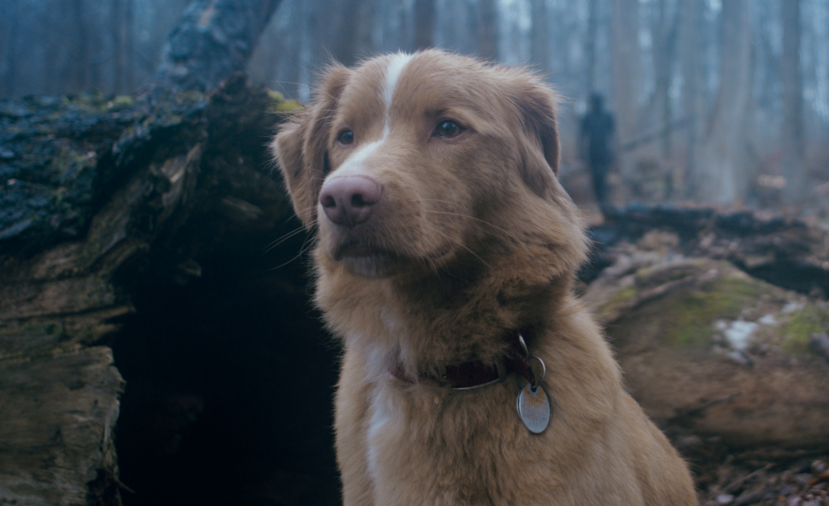 The main protagonist in 'Good Boy' is a dog named Indy. Photo via IFC Films.